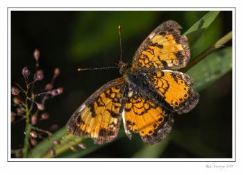 butterfly 1.jpg